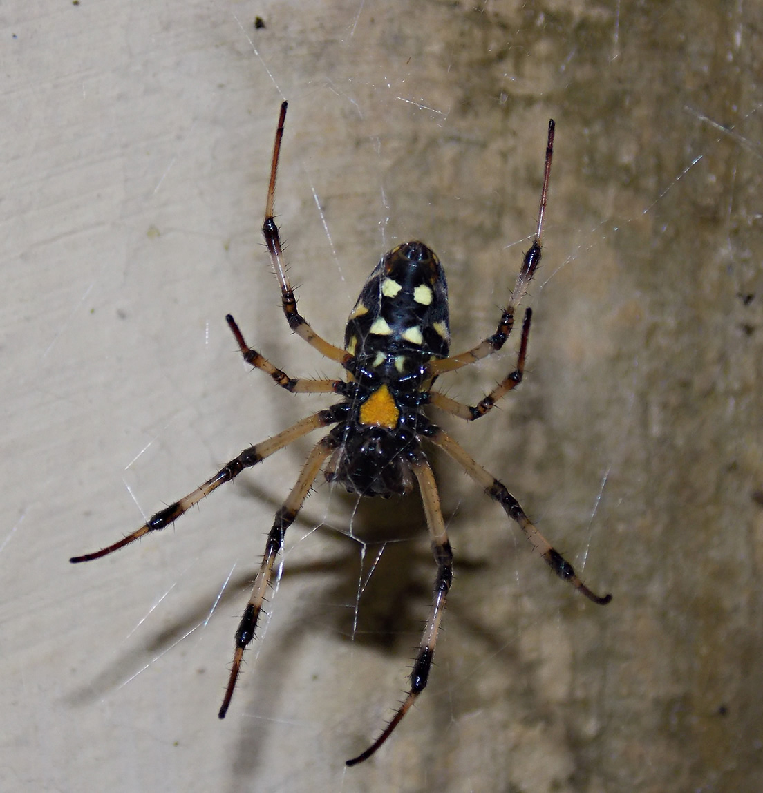 Aranha Cruentata Andando na Teia