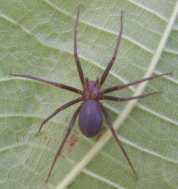 Aranha Em Uma Folha