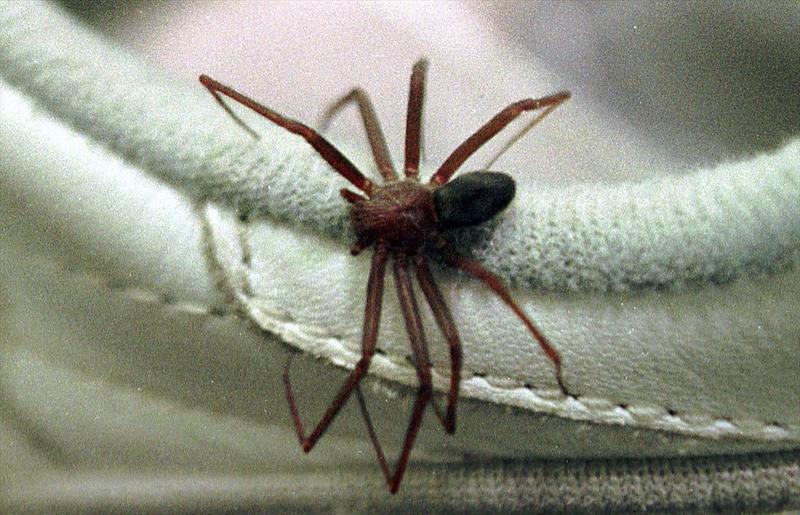 Aranha Marrom Andando Em Cima de Um Tênis 