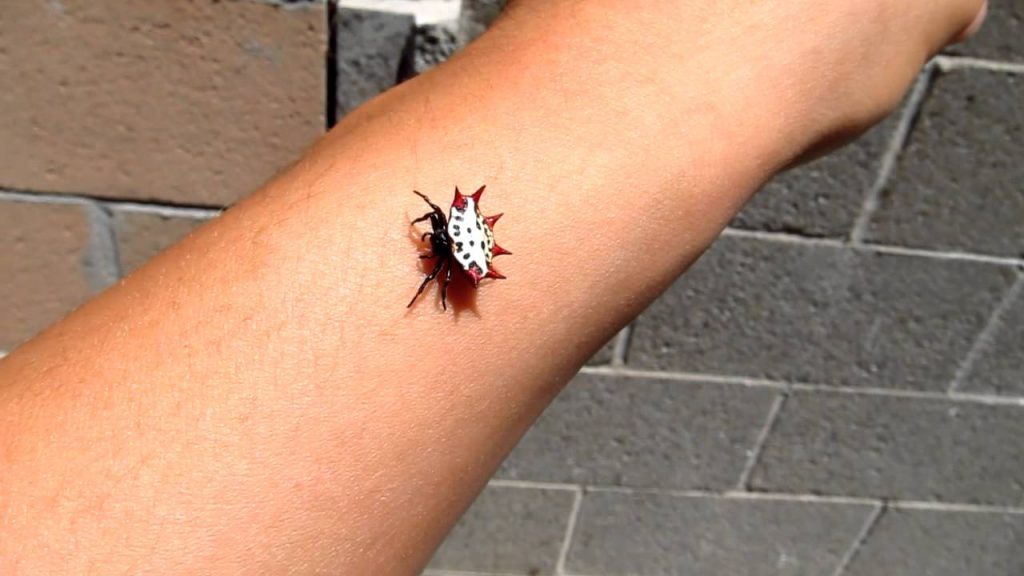 Aranha Preta e Branca É Venenosa? Qual A Espécie e Fotos | Mundo Ecologia