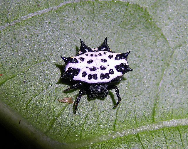 Aranha Preta E Branca Em Cima de Uma Folha