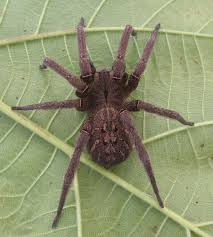 Aranha Venenosa 