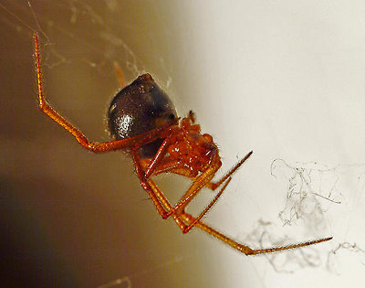 Aranha Vermelha Domestica Andando na Teia