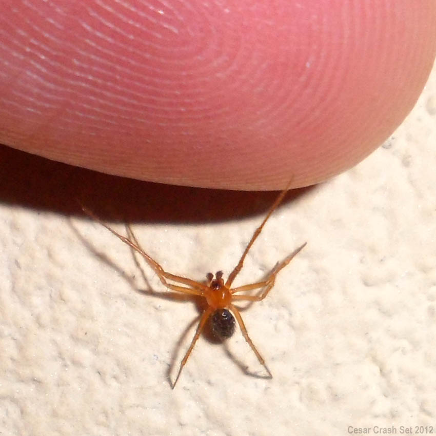 Aranha Vermelha Domestica Perto do Dedo de um Homem