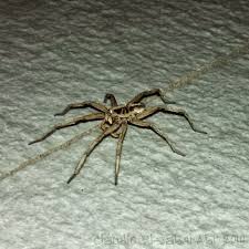 Aranha de Grama É Venenosa? Características e Nome Científico