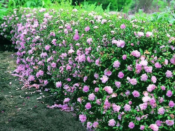 Arbutos de Camellia Sasanqua