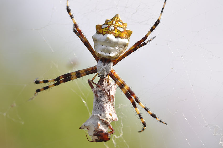 Aranha de Prata ou Argiope Argentata