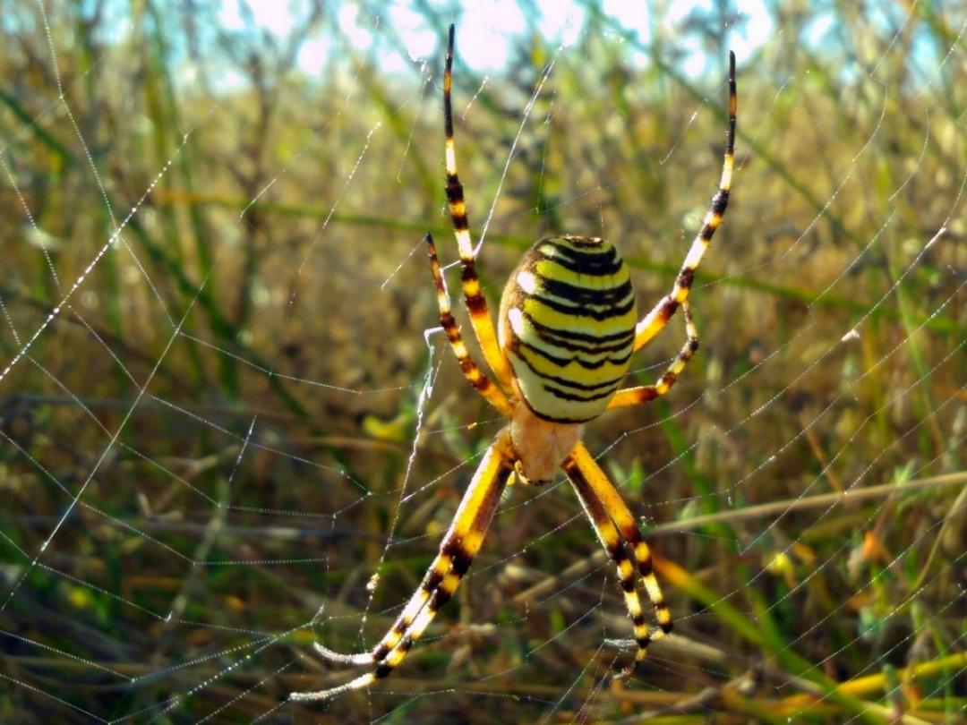 Featured image of post Aranha Preta E Amarela Pequena Possuem como mecanismo de defesa pelos urticantes no t rax e no abd men e tamb m picam ao se sentirem amea adas