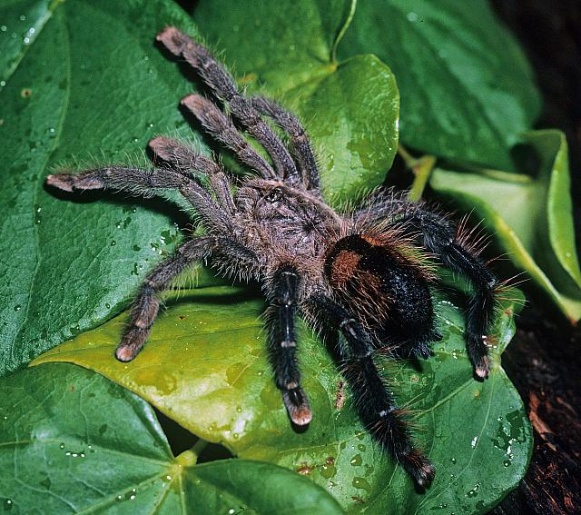 Avicularia: O Que É? Quais São Seus Representantes?