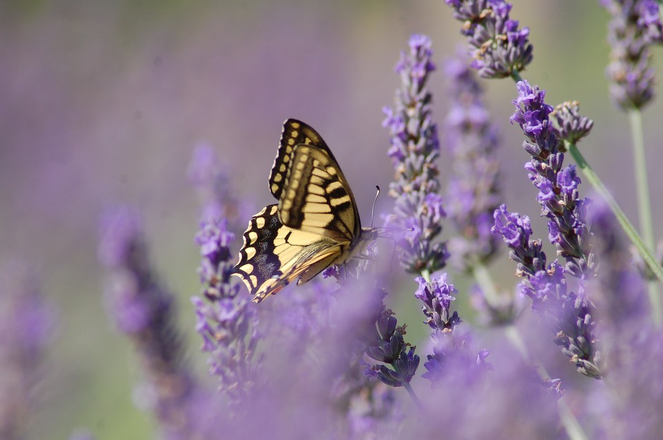 Borboleta Pousando Em Uma Lavanda