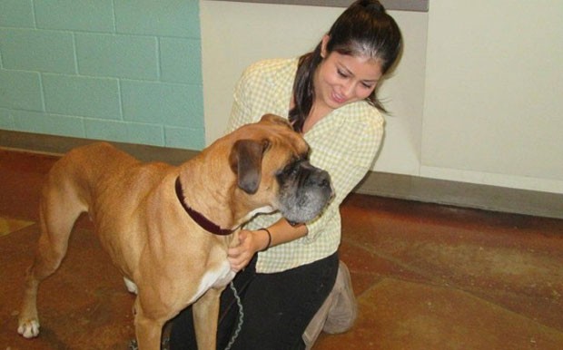 Boxer Com a Dona 