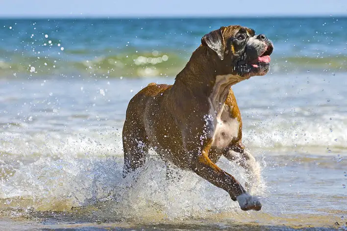 Boxer Correndo na Praia