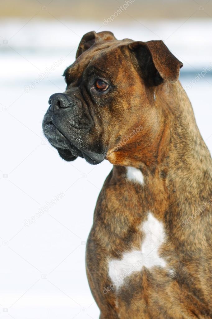 Boxer Tigrado Fotografado de Perfil