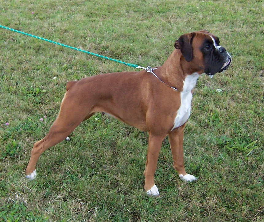 Boxer em Alerta