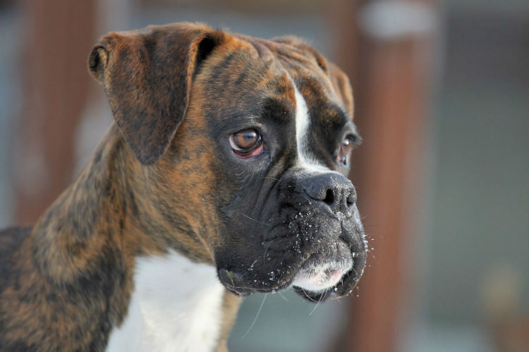 Boxers Tigrado Fotografado de Perto