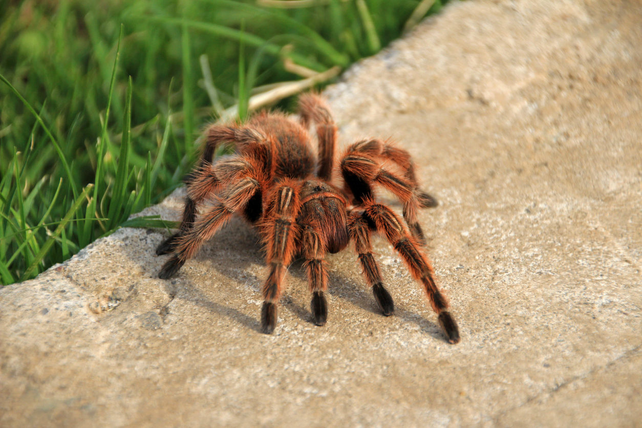 Tarantula Vermelha É Venenosa? Características e Nome Cientifico