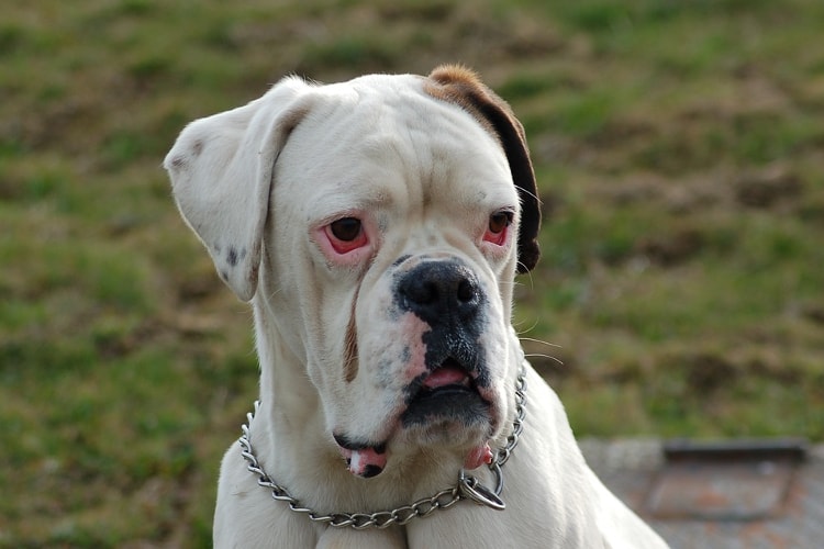 Cachorro Boxer Branco - Problemas de Pele 