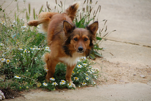 Cachorro Urinando nas Flores 