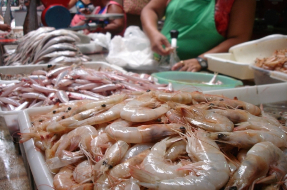 Camarão Pistola Pescado