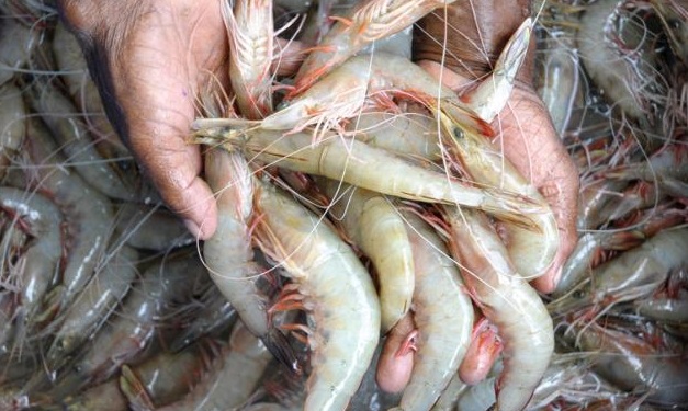 Camarões Branco Chinês Pescados