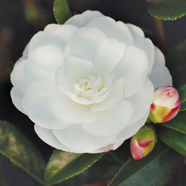 Camelia Sasanqua Early Pearly