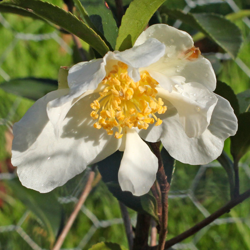 Camelia Sasanqua Narcissiflora