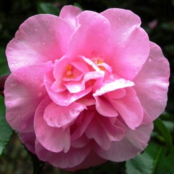 Camelia Sasanqua Susan