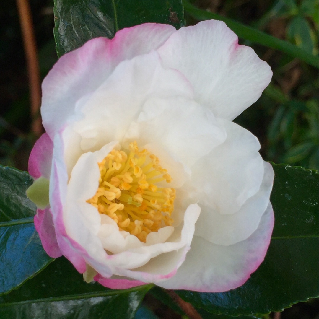 Camelia Sasanqua Vanessa