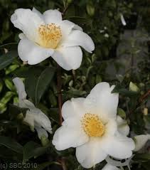 Camellia Amzer Nevez