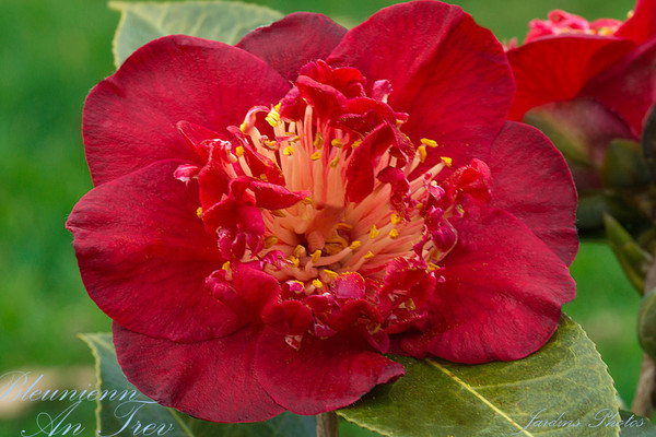 Camellia Bleunienn an Trev
