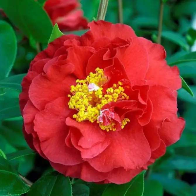 Camellia Blood of China