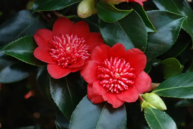 Camellia Bobs Tinsie