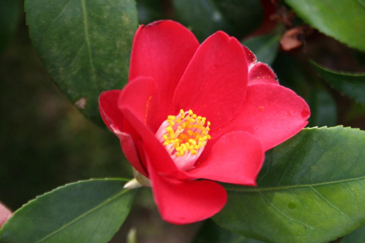 Camellia Broceliande