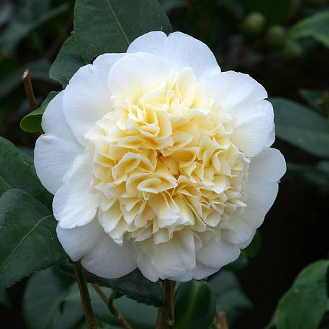 Camellia Brushfields Yellow