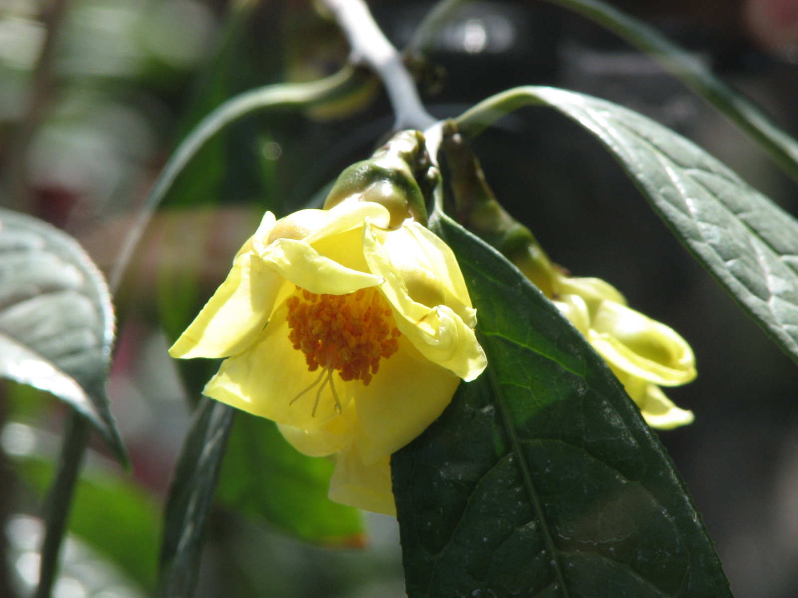 Camellia Chrysantha