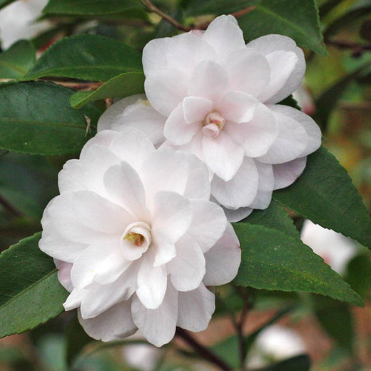 Camellia Cinnamon Cindy