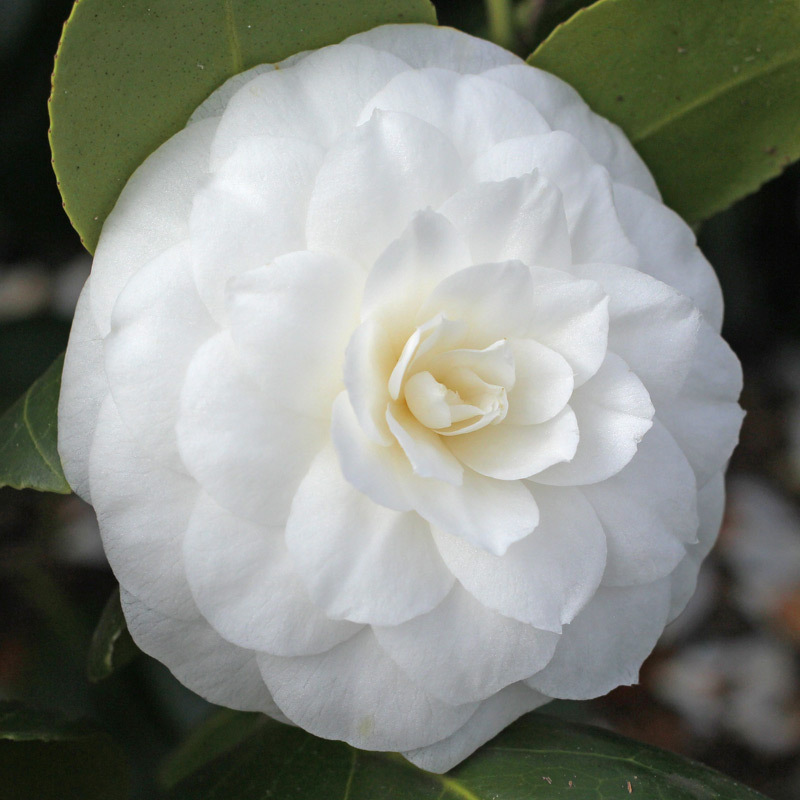 Camellia Compacta Alba