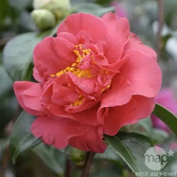 Camellia Crimson Glory