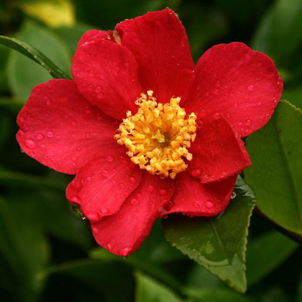 Camellia Crimson King