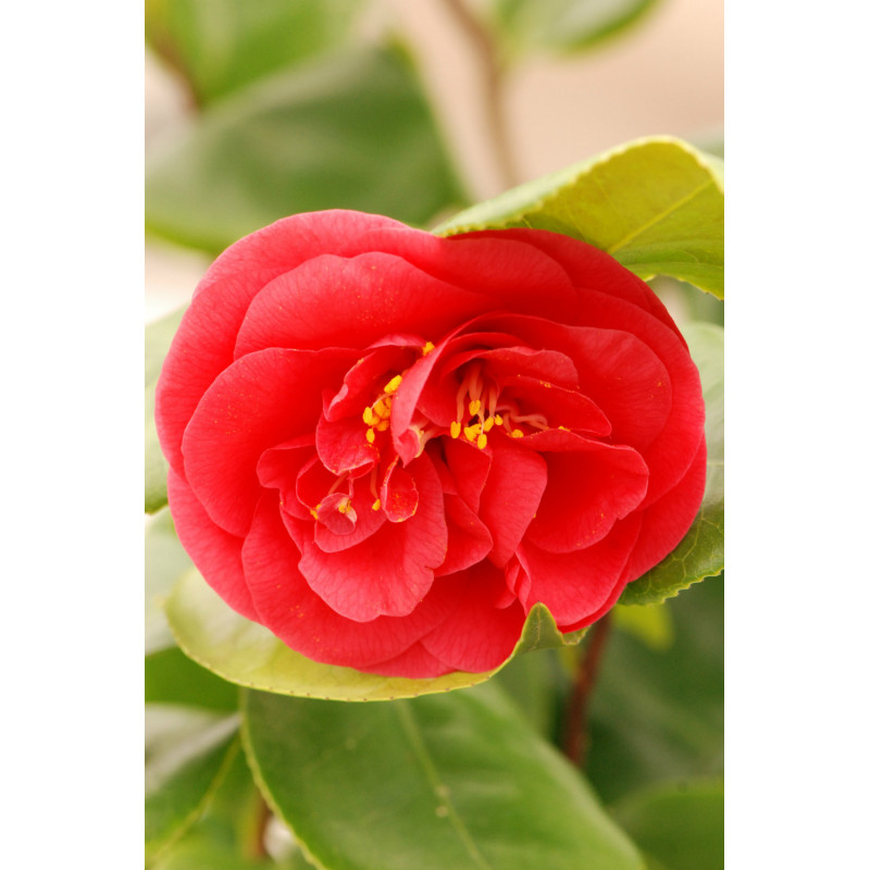 Camellia Curly Lady Camelia Tortueux