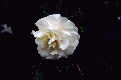 Camellia Etr Carlyon