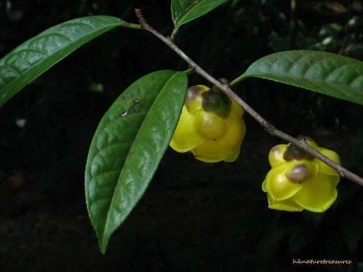 Camellia Euphlebia