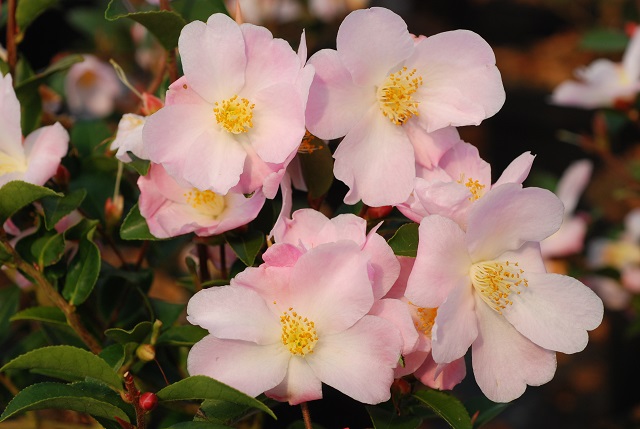 Camellia Fairy Blush