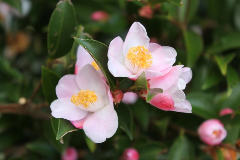 Camellia Festival of Light