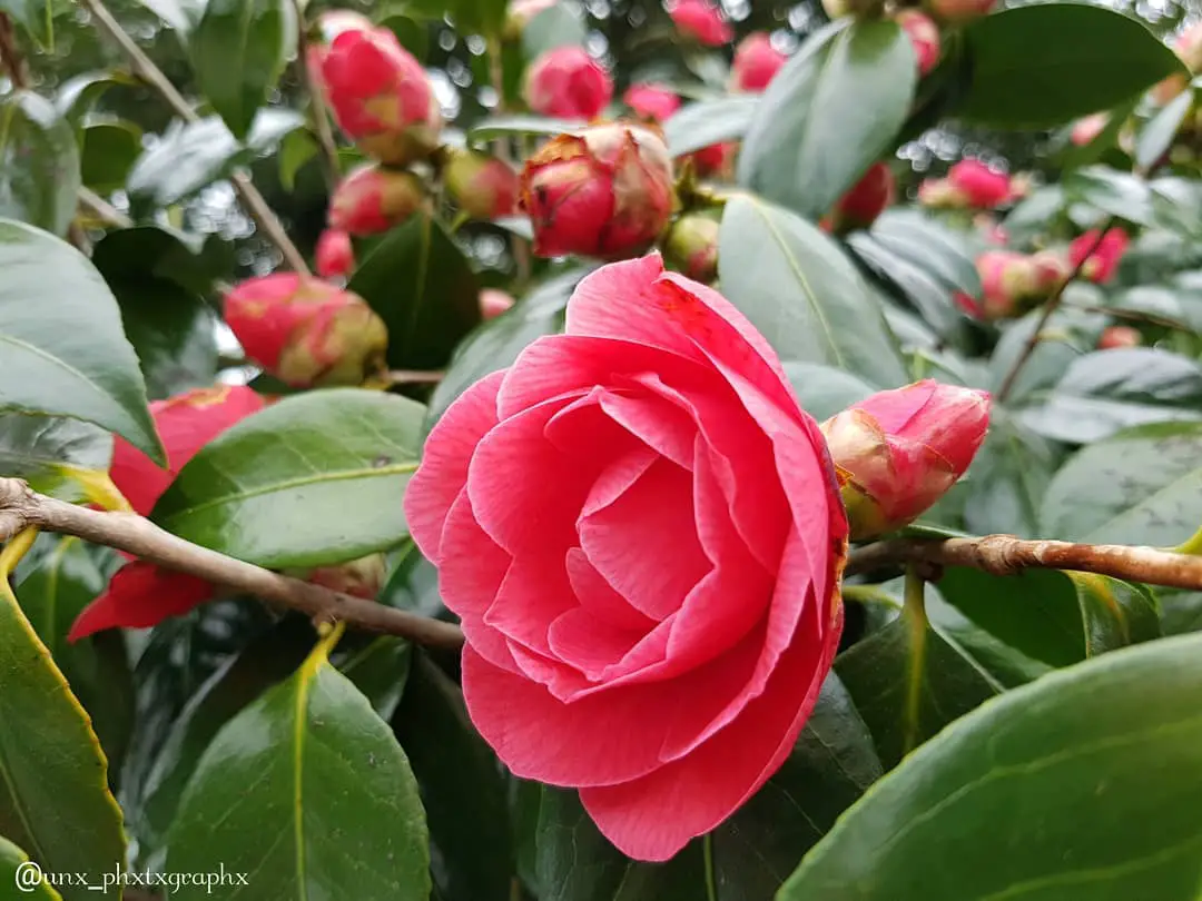 Camellia Fleuryi