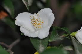 Camellia Gilbertii