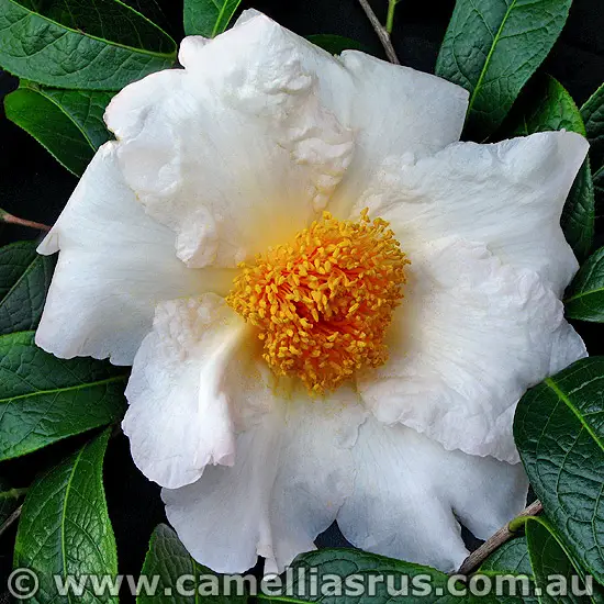 Camellia Granthamiana
