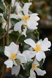 Camellia Grijsii