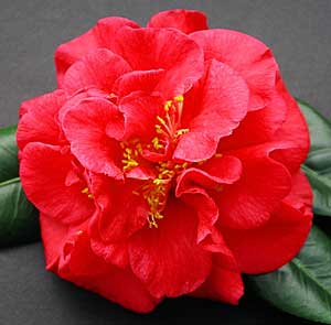 Camellia Grove