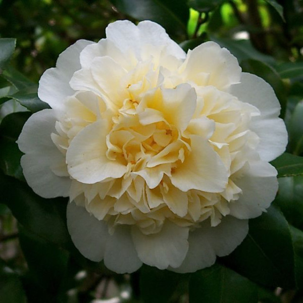Camellia Gwenneth Morey